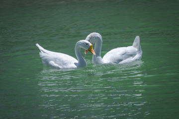 Naklejka na ściany i meble Two white swan moments of love in the water of the lake