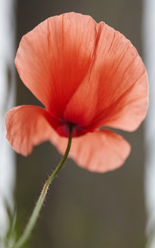 romantic image of red poppy in nature.