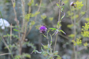 blue flower in the forest