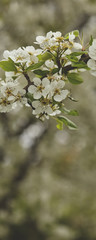 Beautiful spring blossoming apple tree against green