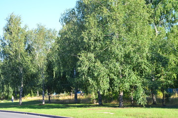Leaves, sun and trees