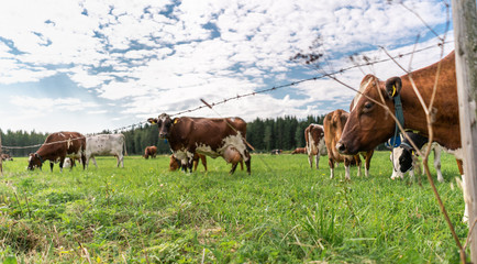 cows grazing in a field during the summer in paimela, Finland 