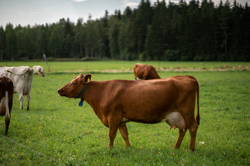 brown cow in a green field during the summer in Finland