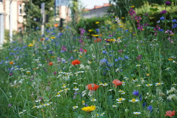 flower meadow in the city
