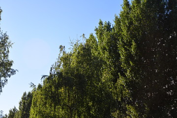 Leaves, sun and trees