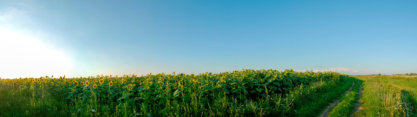 Sunflower field in the afternoon. Panorama of beautiful nature landscape. Farm field idyllic scene