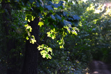 Fototapeta na wymiar Leaves, sun and trees