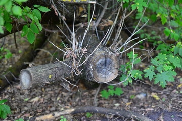 old tree stump with branches