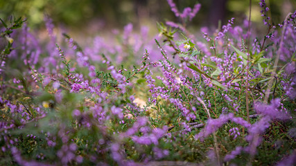 wrzos, krzewinka o drobnych, różowofioletowych kwiatach rosnąca w dużych skupieniach, kwitnąca jesienią © Franciszek