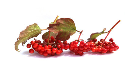 Viburnum berries isolated on white background. Red autumn Kalina berries with leaves.