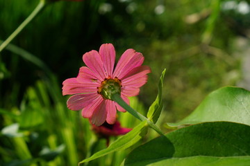 Red Zinnia flower close up and fresh green grass. Rice field background, outside nature background