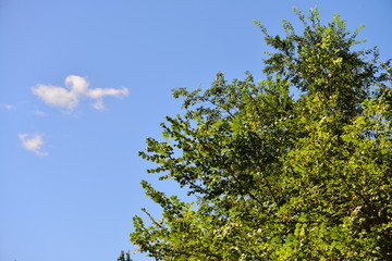 tree against the sky