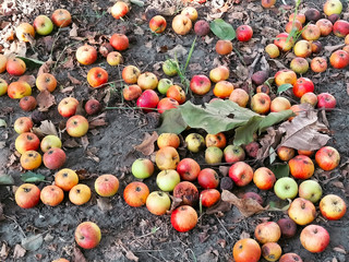 harvest apples under the tree in the garden