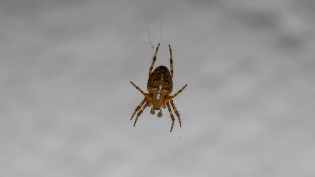Kreuzspinne