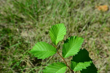 green leaves from bushes