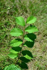 green leaves from bushes