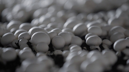 Obraz premium White champignon mushrooms harvest. many champignon mushrooms. Champignon production farm. Shelves rows. Shampion grown mushrooms. Modern agriculture