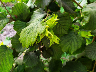 Fresh hazelnuts hidden under green leaves on the tree