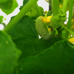 Grow fresh cucumbers in the garden