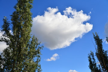 Obraz premium clouds and tree