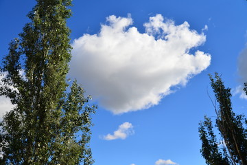 clouds and tree