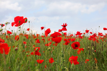 Obraz na płótnie Canvas Beautiful red poppy flowers growing in field
