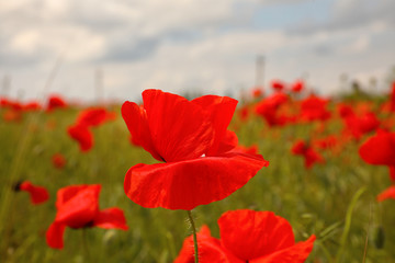Beautiful red poppy flowers growing in field, closeup