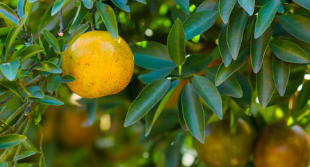 Natural organic orange fruit on tree in farm