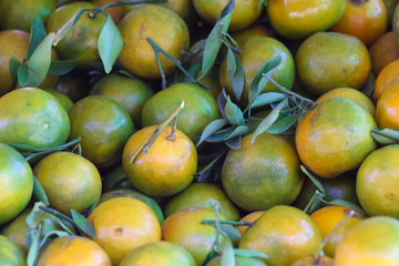 Natural organic orange fruit on tree in farm
