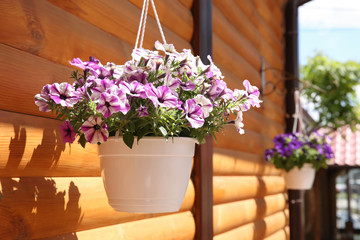 Beautiful flowers in hanging plant pot outdoors on sunny day