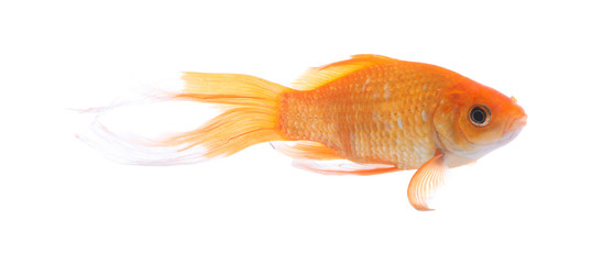 Fototapeta premium Beautiful bright small goldfish isolated on white