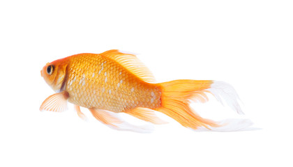 Fototapeta premium Beautiful bright small goldfish isolated on white