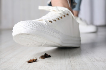 Woman crushing cockroaches with feet, closeup. Pest control