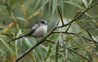 A pretty Long-tailed Tit, Aegithalos caudatus, perching on a branch of a Willow tree.