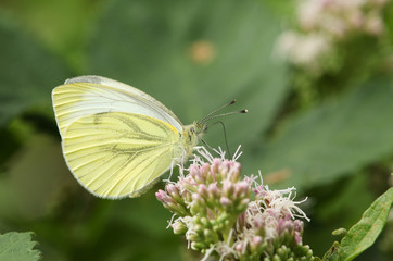 A pretty Green-veined White Butterfly, Pieris napi, nectaring from a pink flower in a meadow.