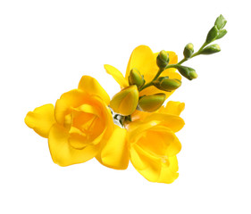 Beautiful yellow freesia flowers on white background
