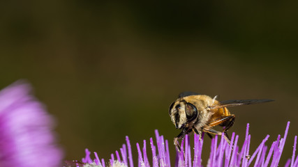 Schwebfliege auf Distel