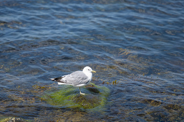 A seagull on a stone green from seaweed. Blue water in the background
