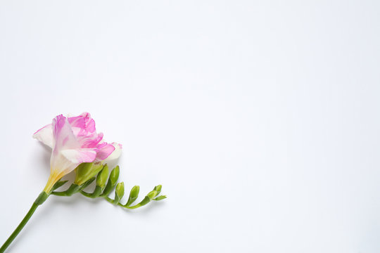 Beautiful blooming pink freesia on white background, top view. Space for text