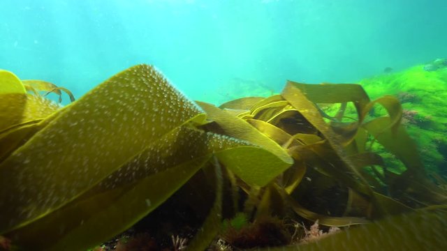 Algae seaweeds underwater, ripples of kelp laminaria Atlantic ocean, Spain, Galicia, Pontevedra