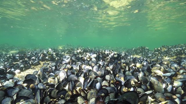 Common mussels underwater in the Atlantic ocean, Spain, Galicia, Pontevedra