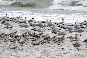 Group of sea gulls at the beach of Lover's Key State Park, Florida