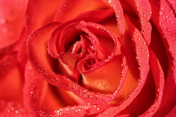 Soft focus, abstract floral background, red rose flower with water drops. Macro flowers backdrop for holiday design