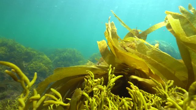 Ripples of brown algae seaweeds underwater, kelp laminaria and Bifurcaria, Atlantic ocean, Spain, Galicia, Pontevedra