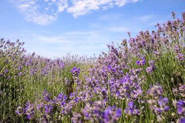 Naklejka premium Beautiful blooming lavender field on summer day