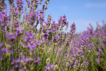 Fototapeta premium Beautiful blooming lavender field on summer day, closeup
