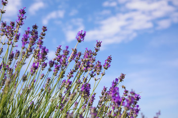 Beautiful blooming lavender field on summer day, closeup