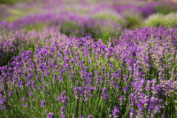 Naklejka premium Beautiful blooming lavender field on summer day