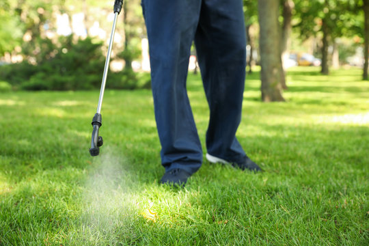 Worker Spraying Pesticide Onto Green Lawn Outdoors, Closeup. Pest Control