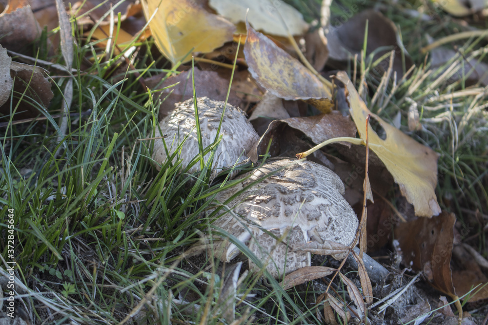 Wall mural Closeup of mushrooms hidden behind green grass and fallen leaves